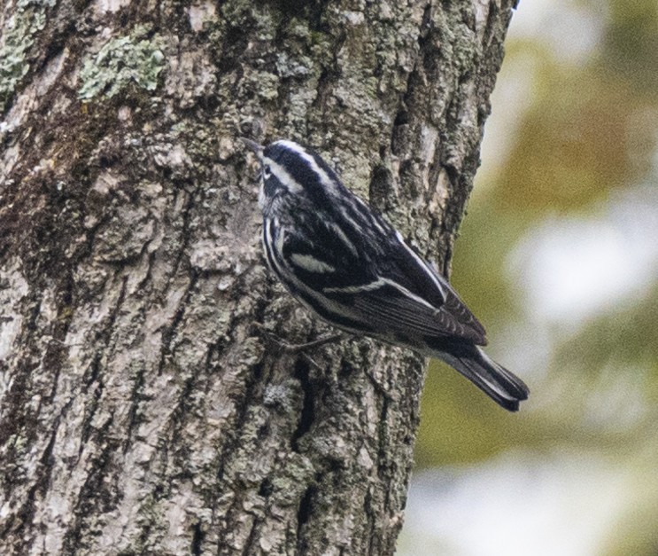 Black-and-white Warbler - ML620114797