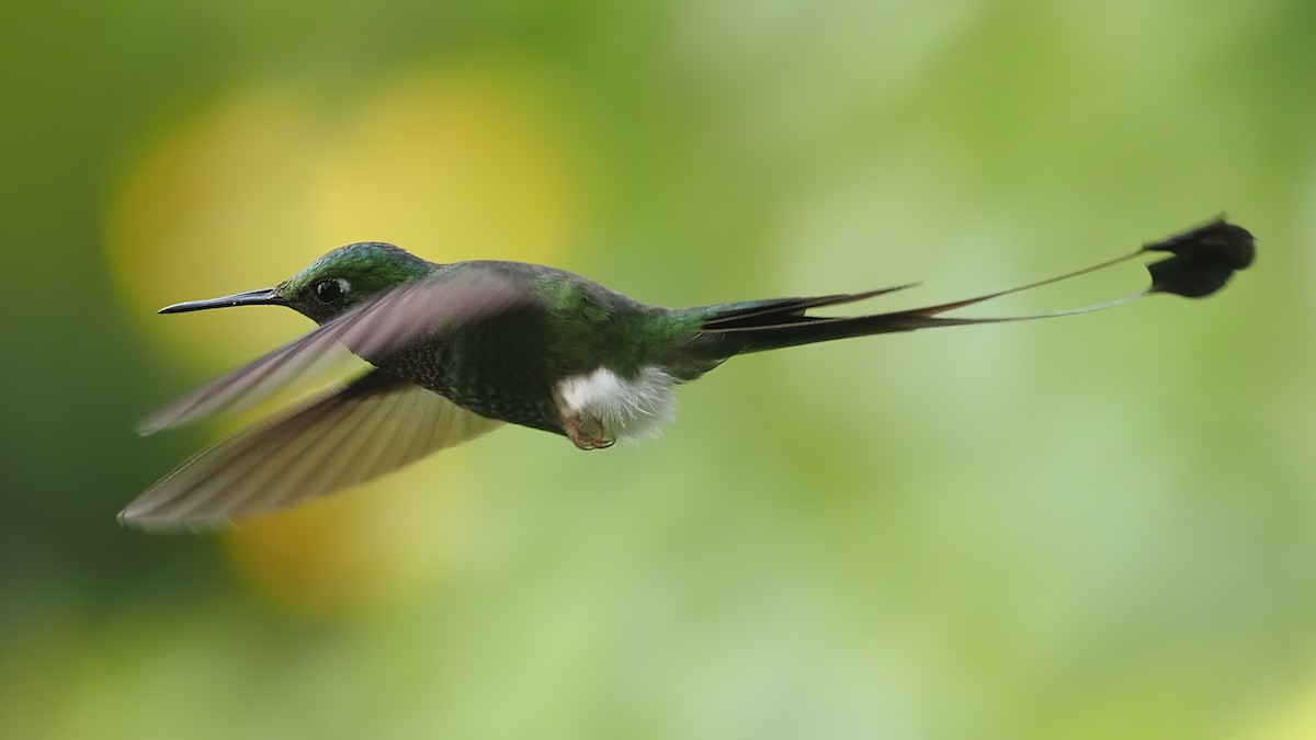 White-booted Racket-tail - ML620114798