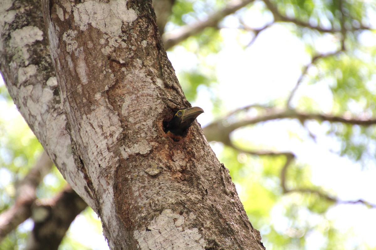 Collared Aracari - ML620114800