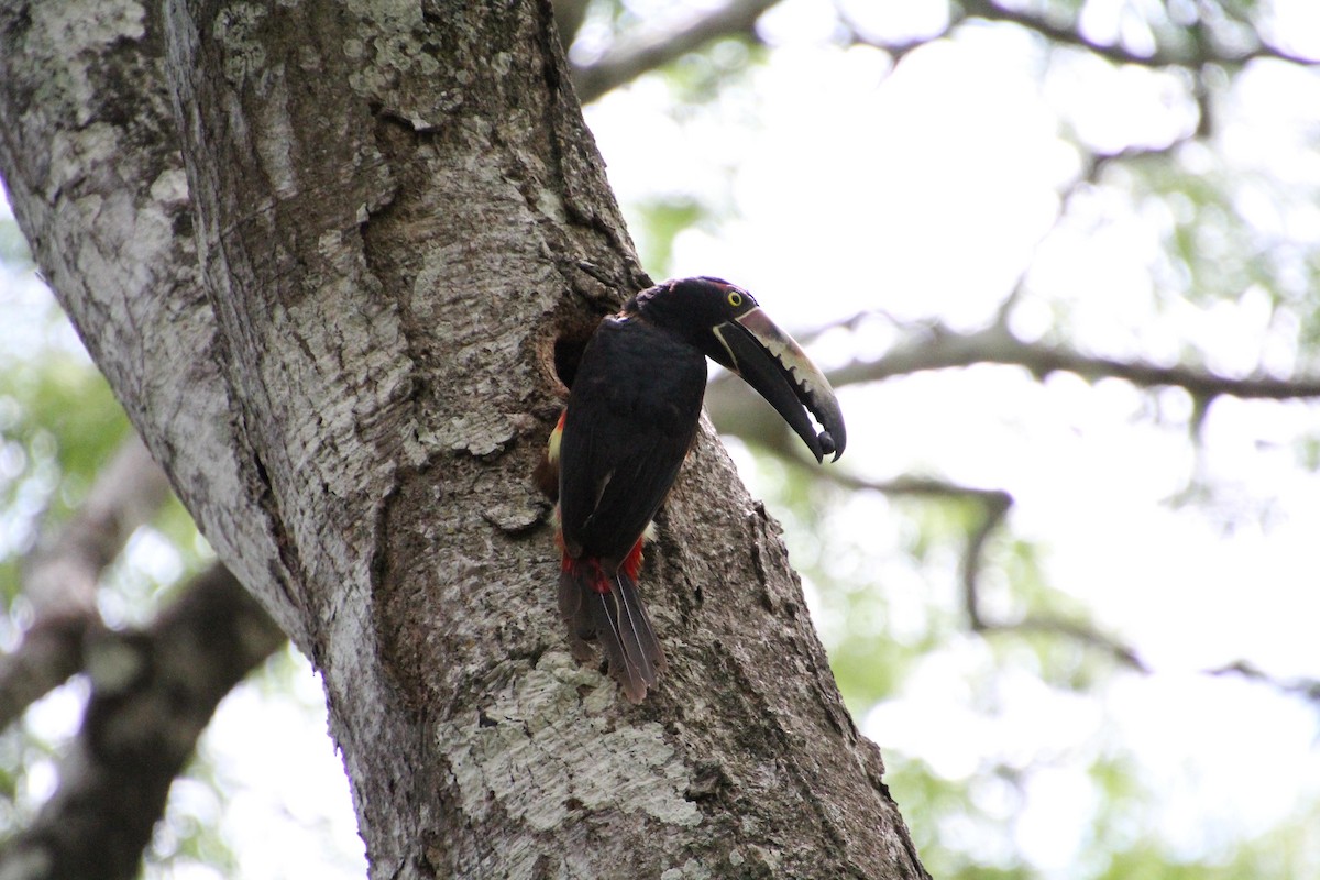 Collared Aracari - ML620114801