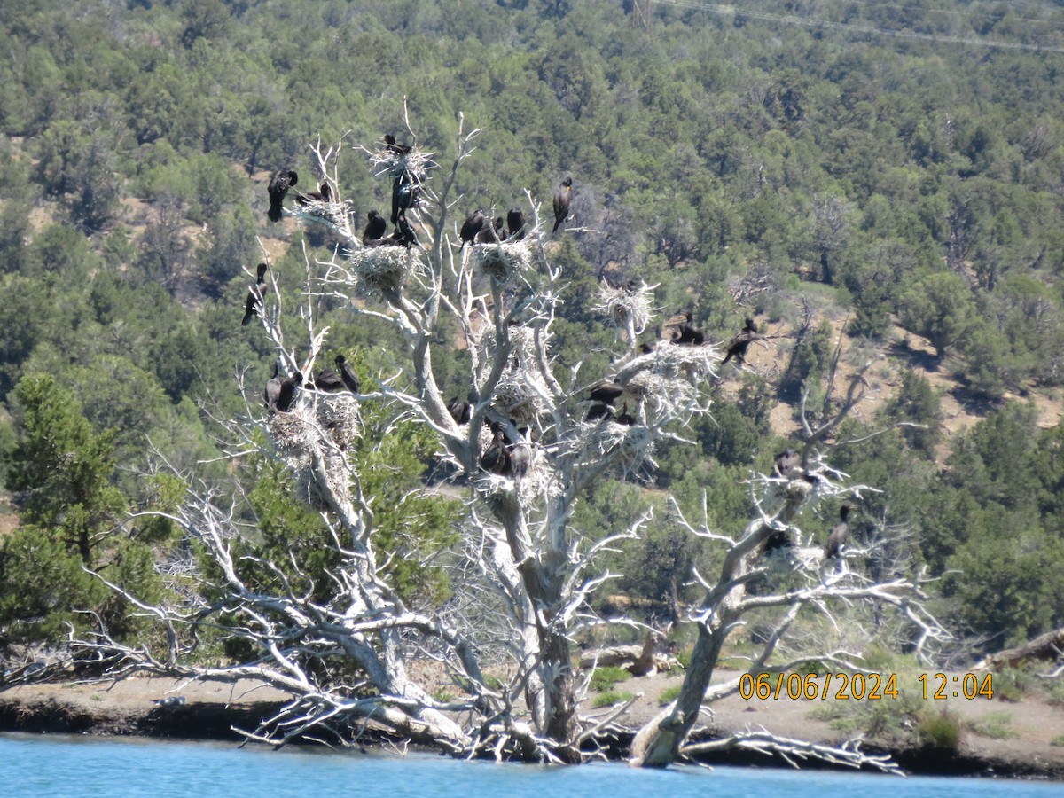 Cormoran à aigrettes - ML620114831