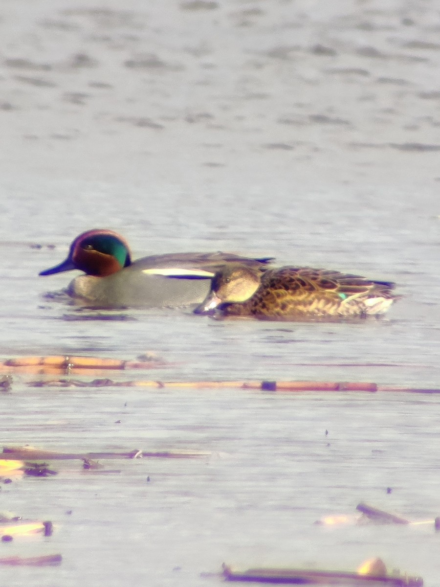 Green-winged Teal (Eurasian) - ML620114857