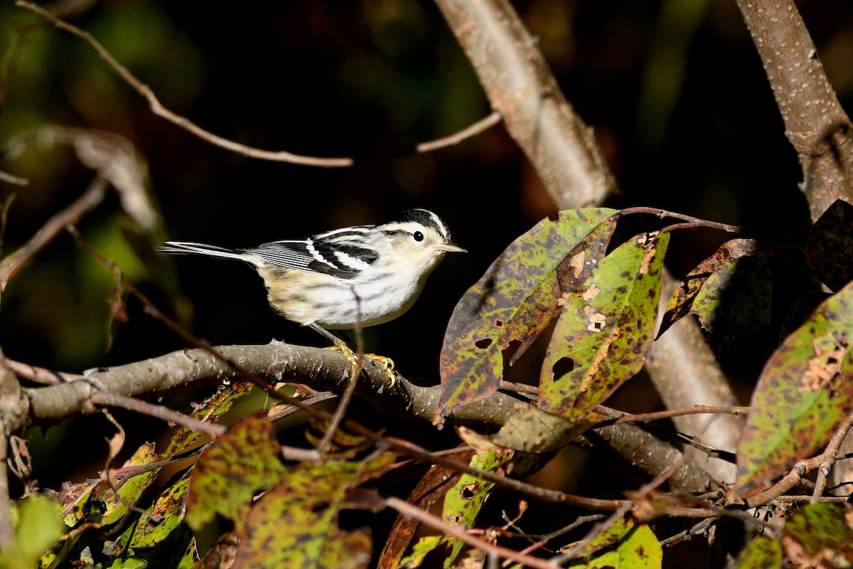 Black-and-white Warbler - ML620114872