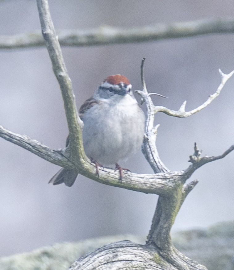 Chipping Sparrow - ML620114877