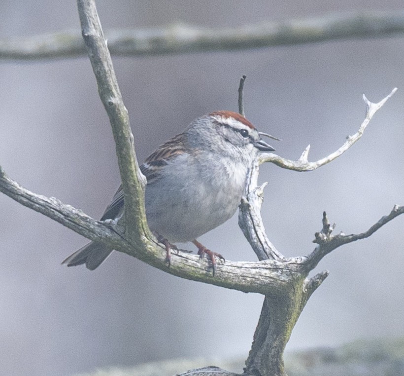 Chipping Sparrow - ML620114878