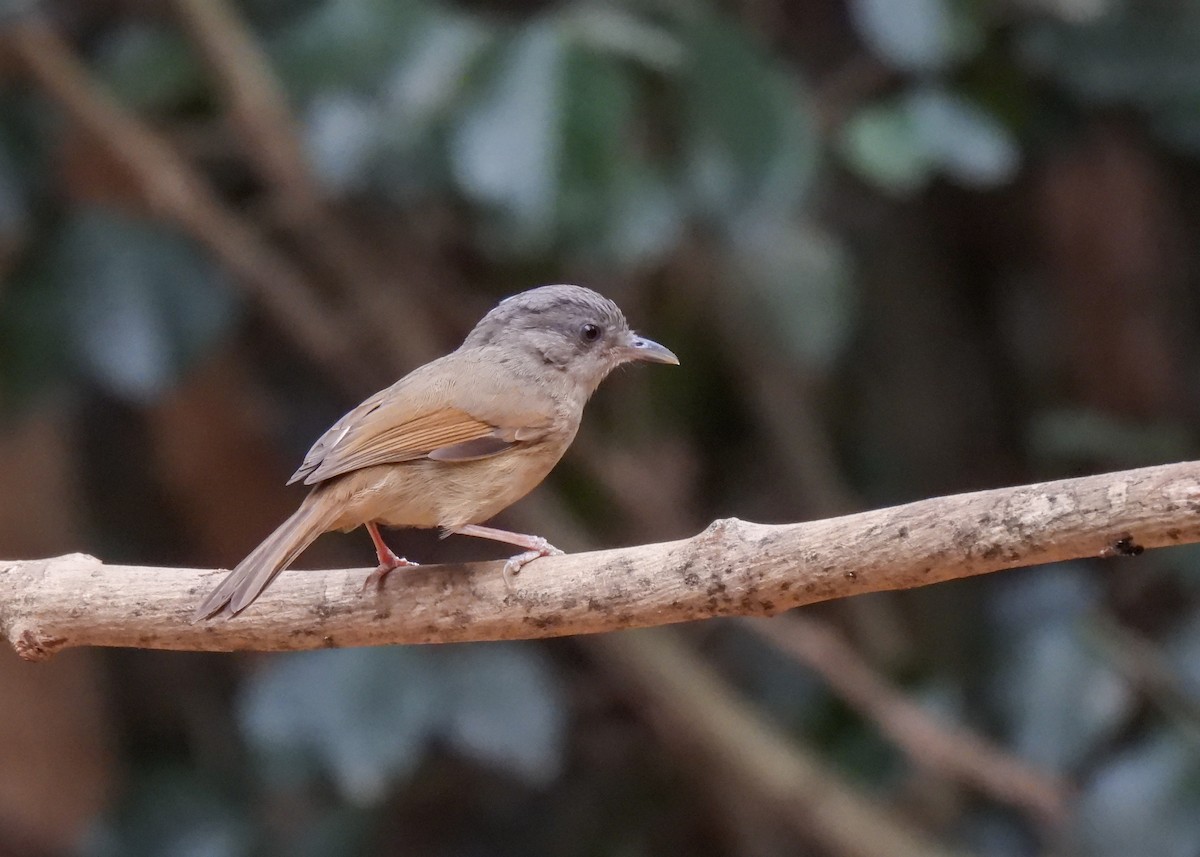 Abbott's Babbler - ML620114880