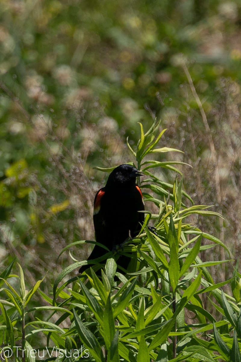 Red-winged Blackbird - ML620114881