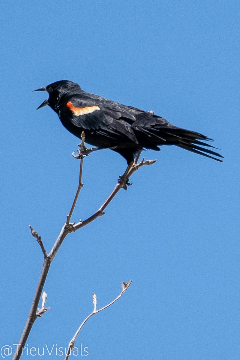 Red-winged Blackbird - ML620114882