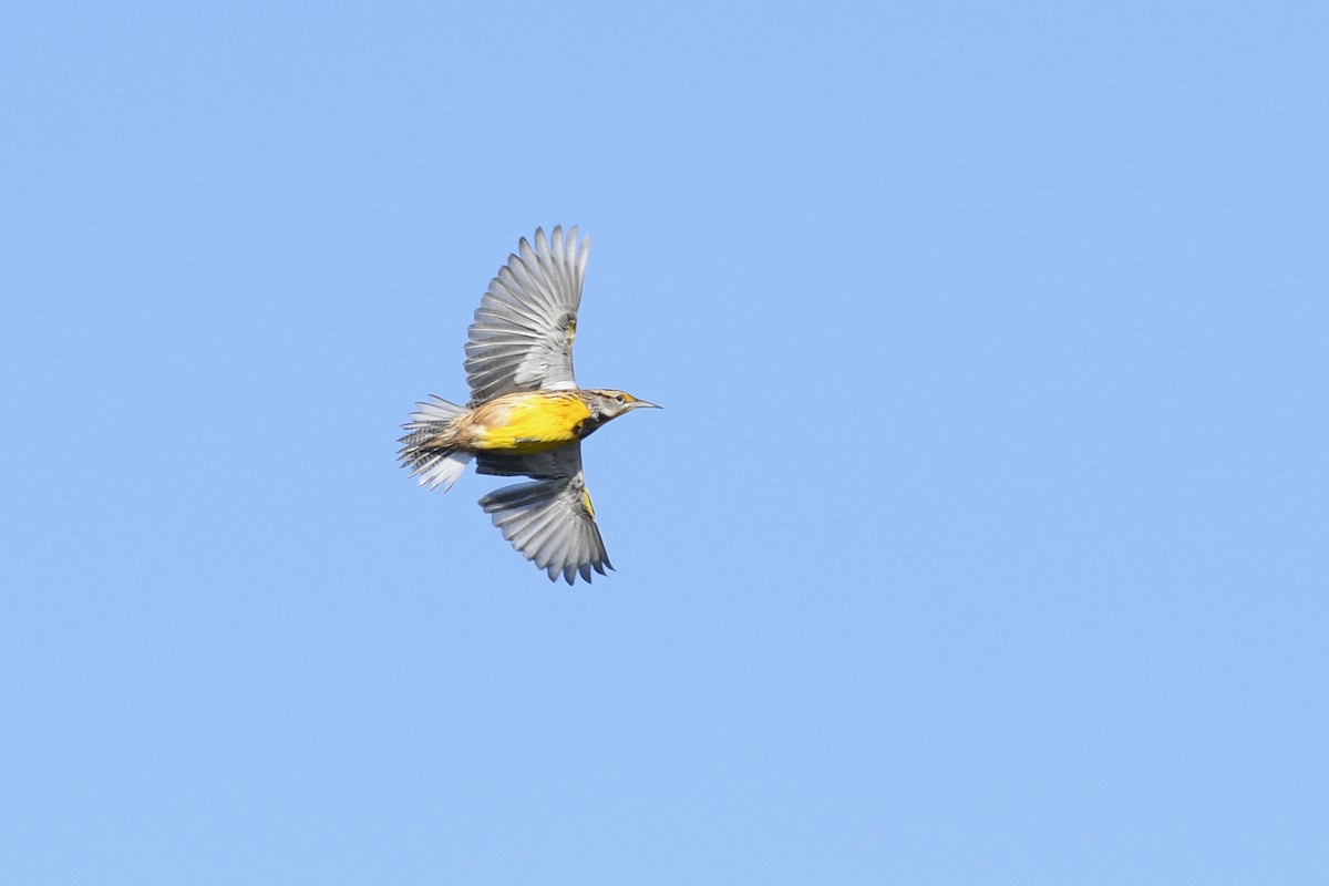 Eastern Meadowlark (Eastern) - ML620114883