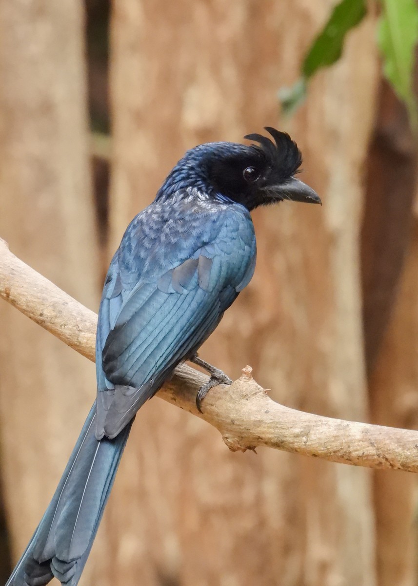 Greater Racket-tailed Drongo - ML620114885