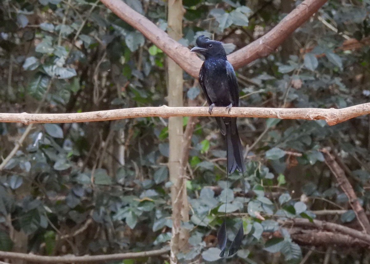 Greater Racket-tailed Drongo - ML620114886