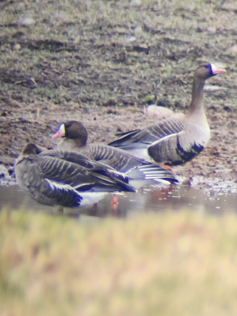 Greater White-fronted Goose - ML620114890