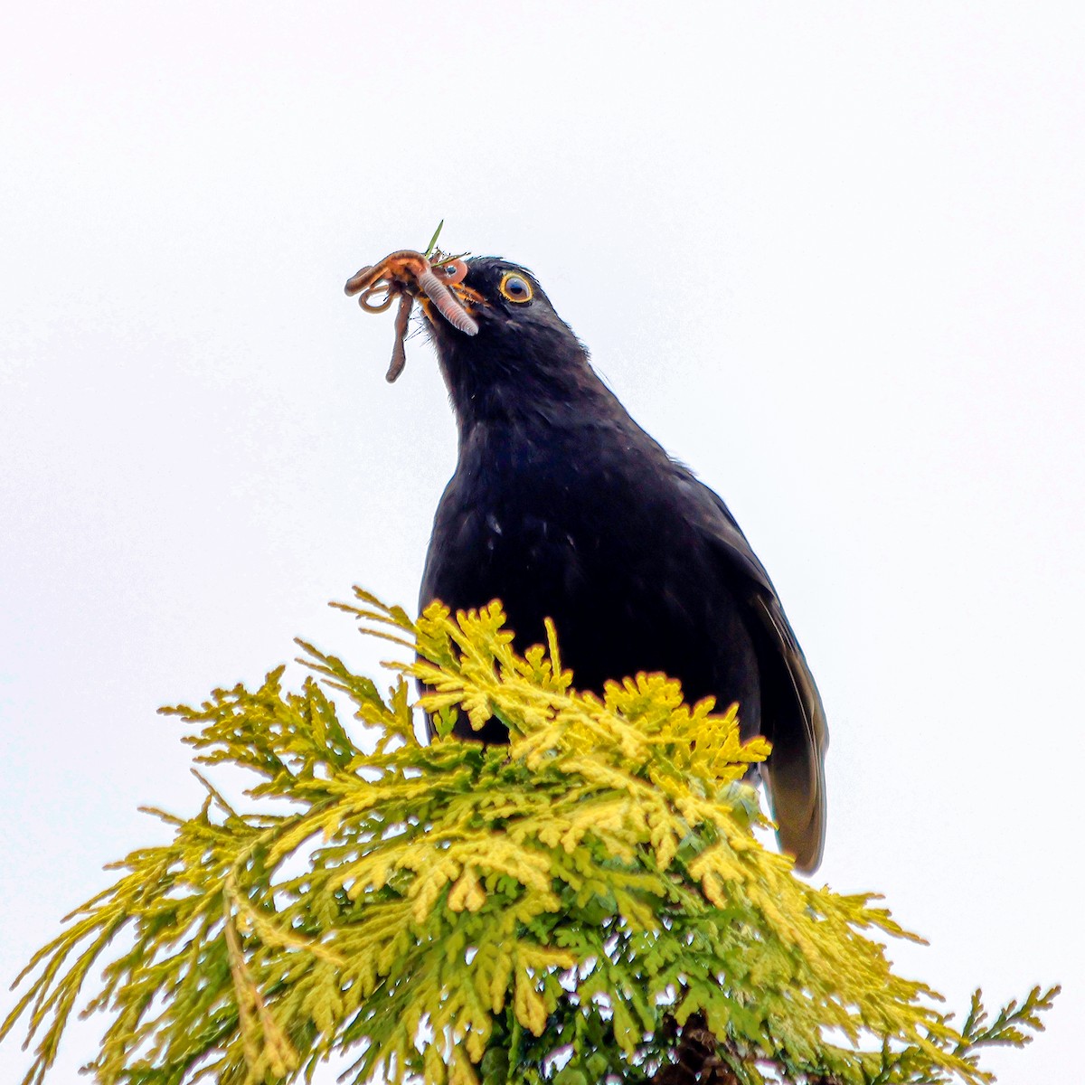 Eurasian Blackbird - ML620114898