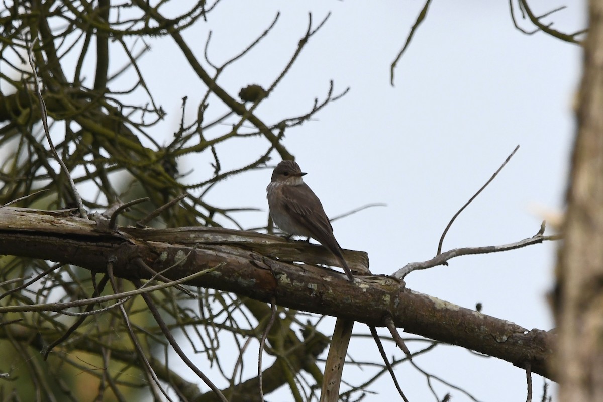 Spotted Flycatcher - ML620114904