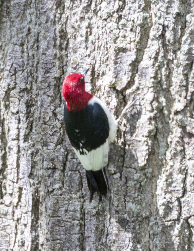 Red-headed Woodpecker - ML620114916