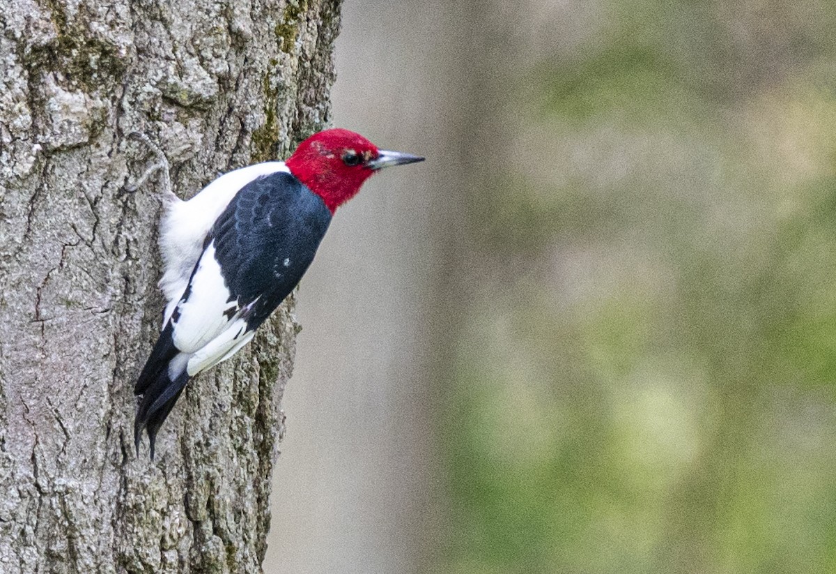 Red-headed Woodpecker - ML620114917