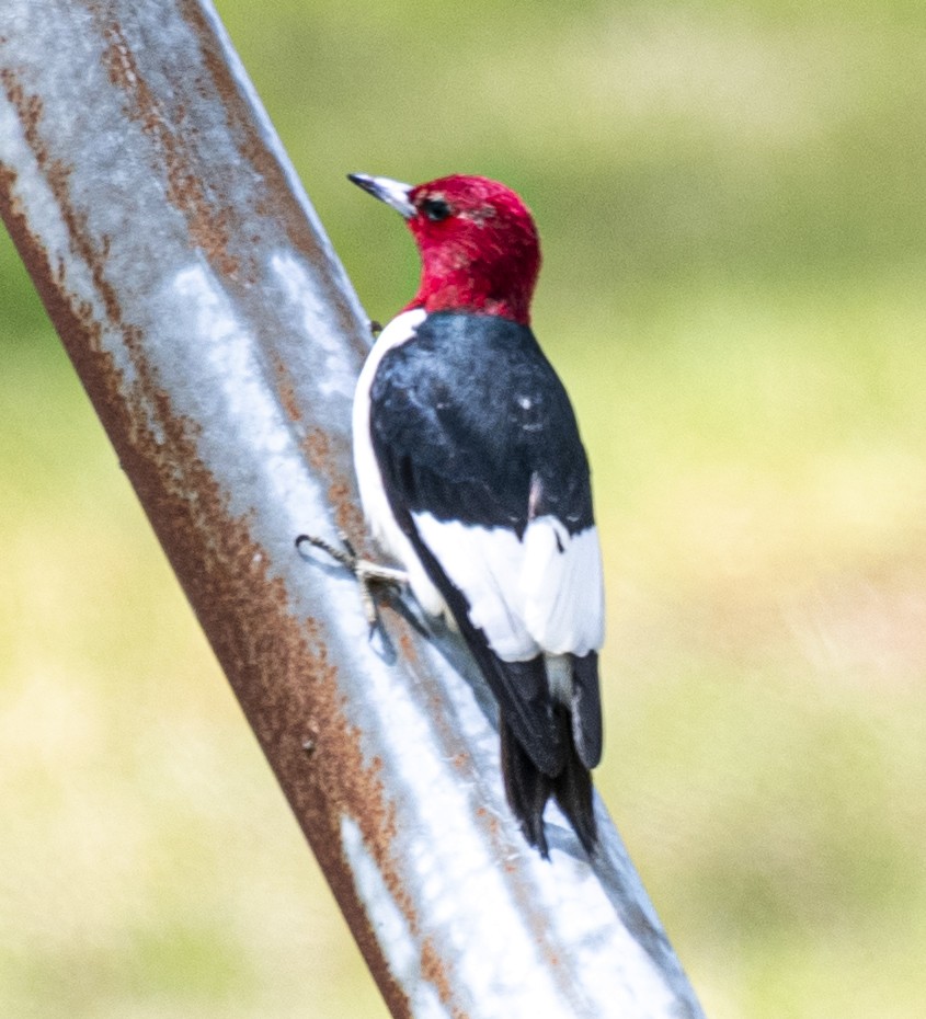 Red-headed Woodpecker - ML620114918
