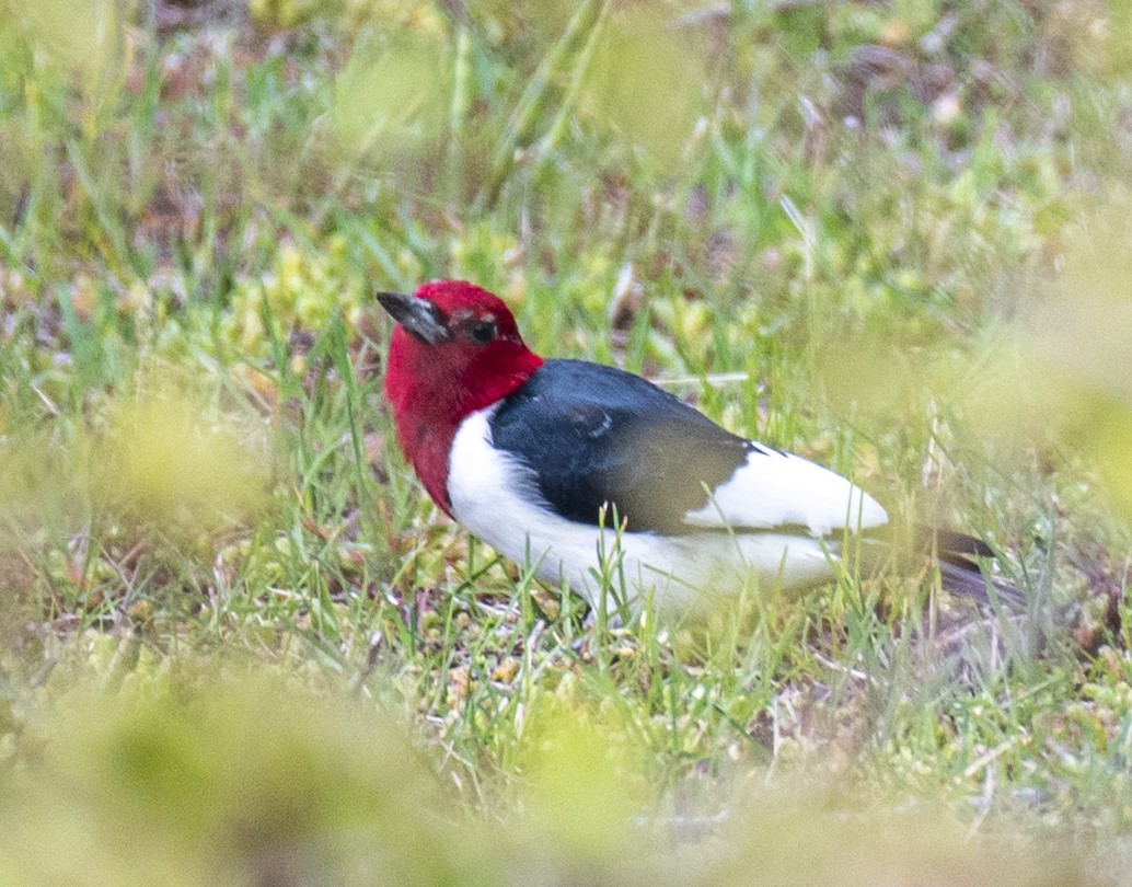 Red-headed Woodpecker - ML620114919
