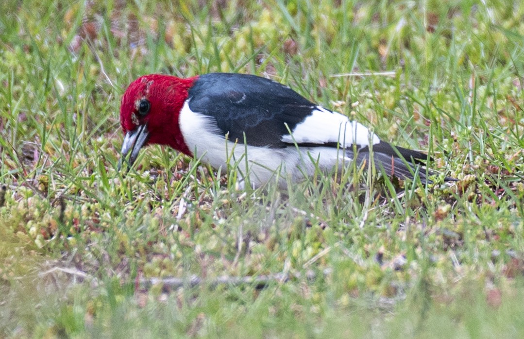 Red-headed Woodpecker - ML620114920