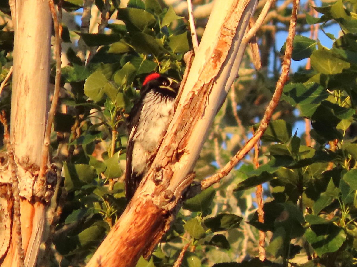 Acorn Woodpecker - ML620114923