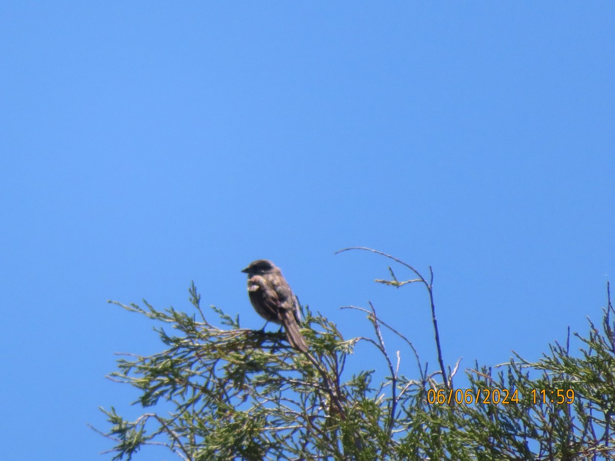 Song Sparrow - ML620114924