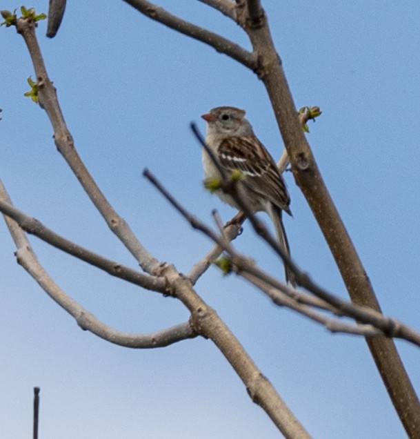 Field Sparrow - ML620114925