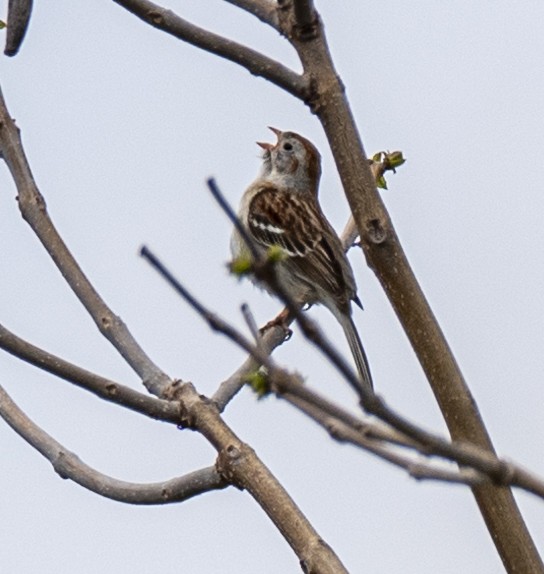 Field Sparrow - ML620114926