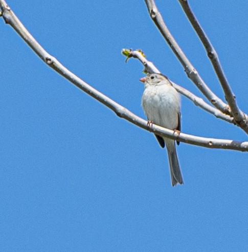 Field Sparrow - ML620114927