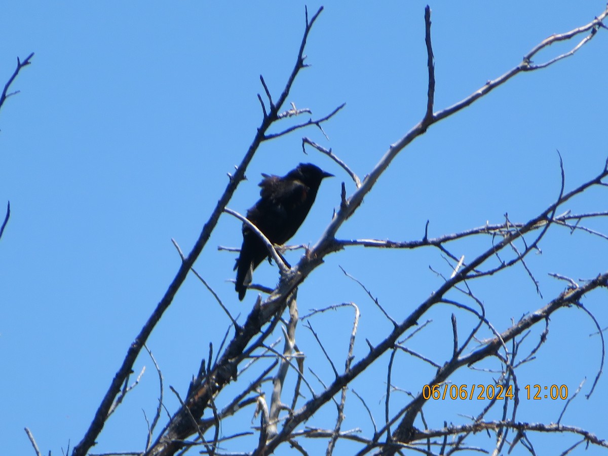 Red-winged Blackbird - ML620114936