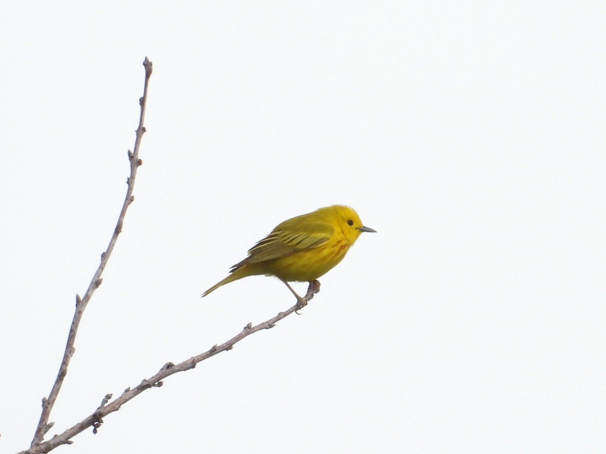 Yellow Warbler - ML620114951