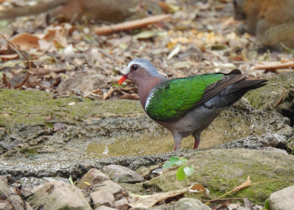 Asian Emerald Dove - ML620114958