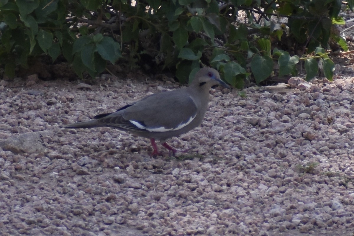 White-winged Dove - ML620114960