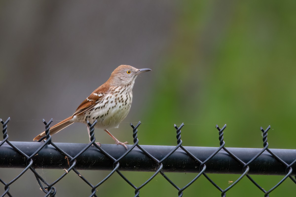 Brown Thrasher - Marcos Eugênio Birding Guide