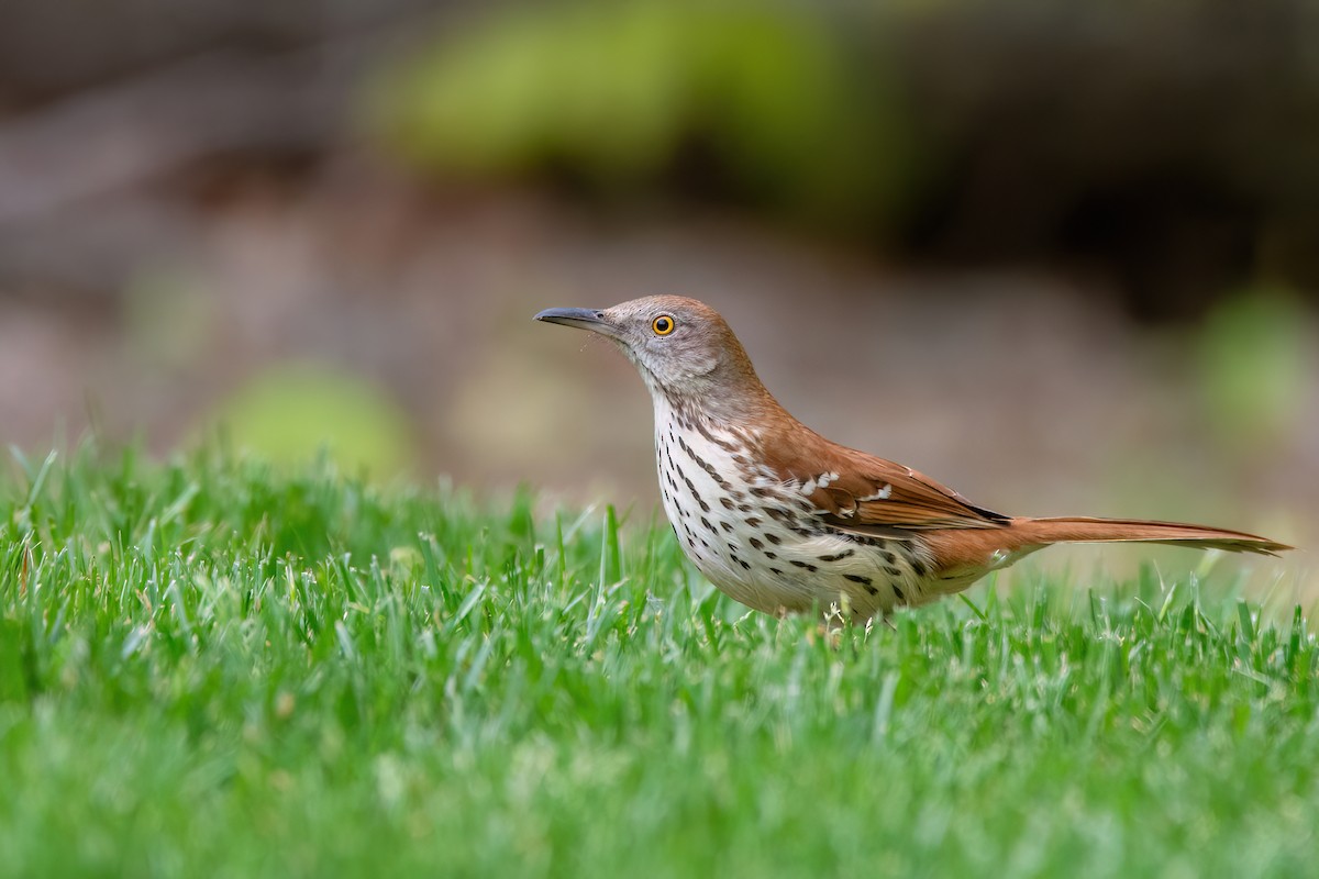 Brown Thrasher - ML620114968