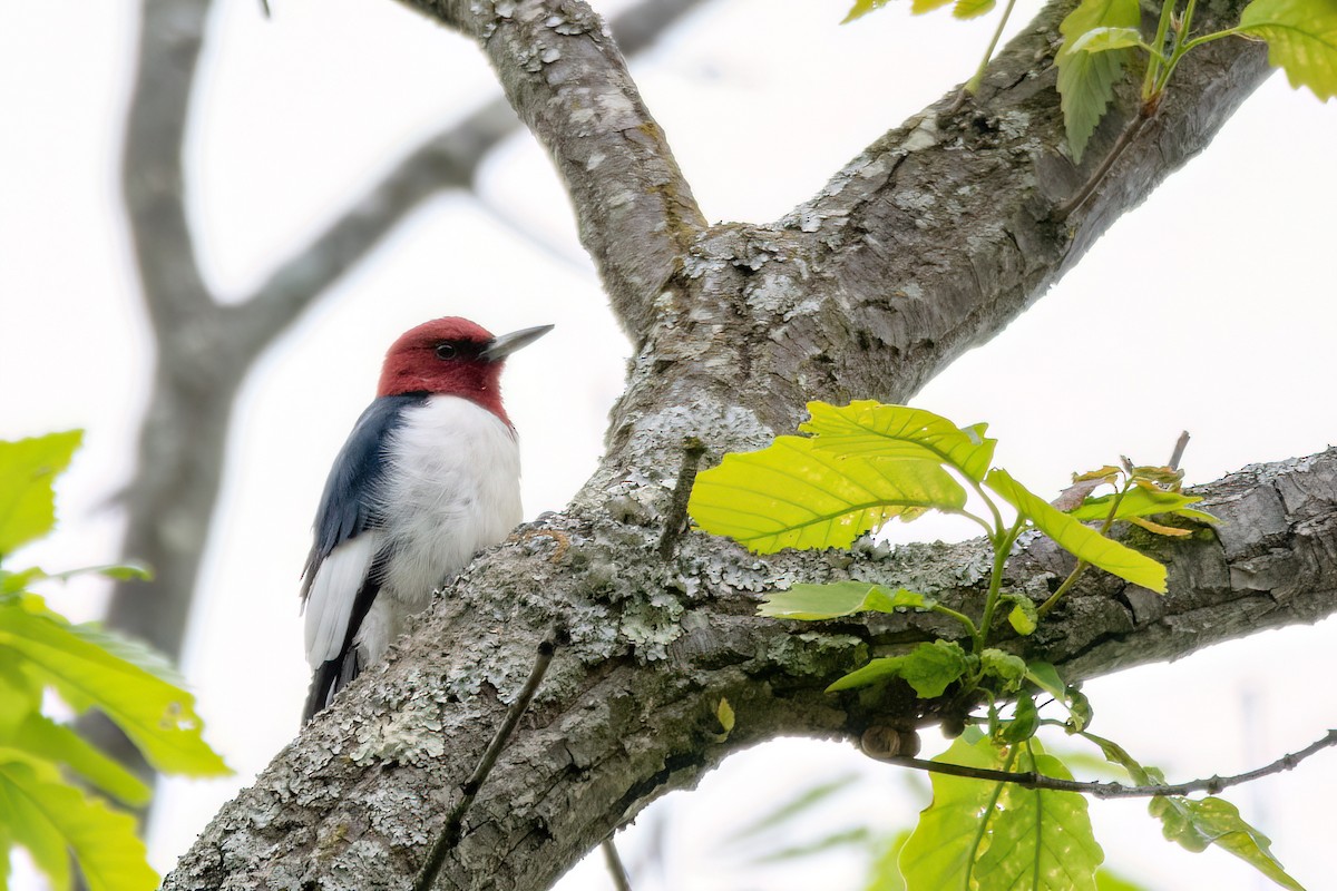 Red-headed Woodpecker - ML620114978