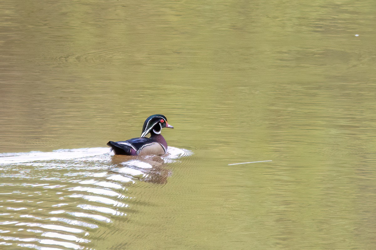 Wood Duck - ML620114980