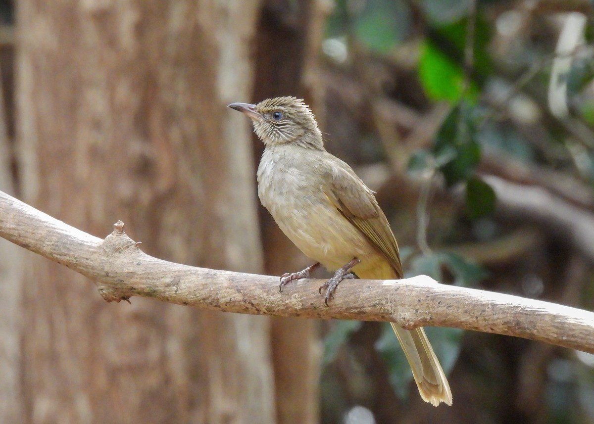 Streak-eared Bulbul - ML620114981