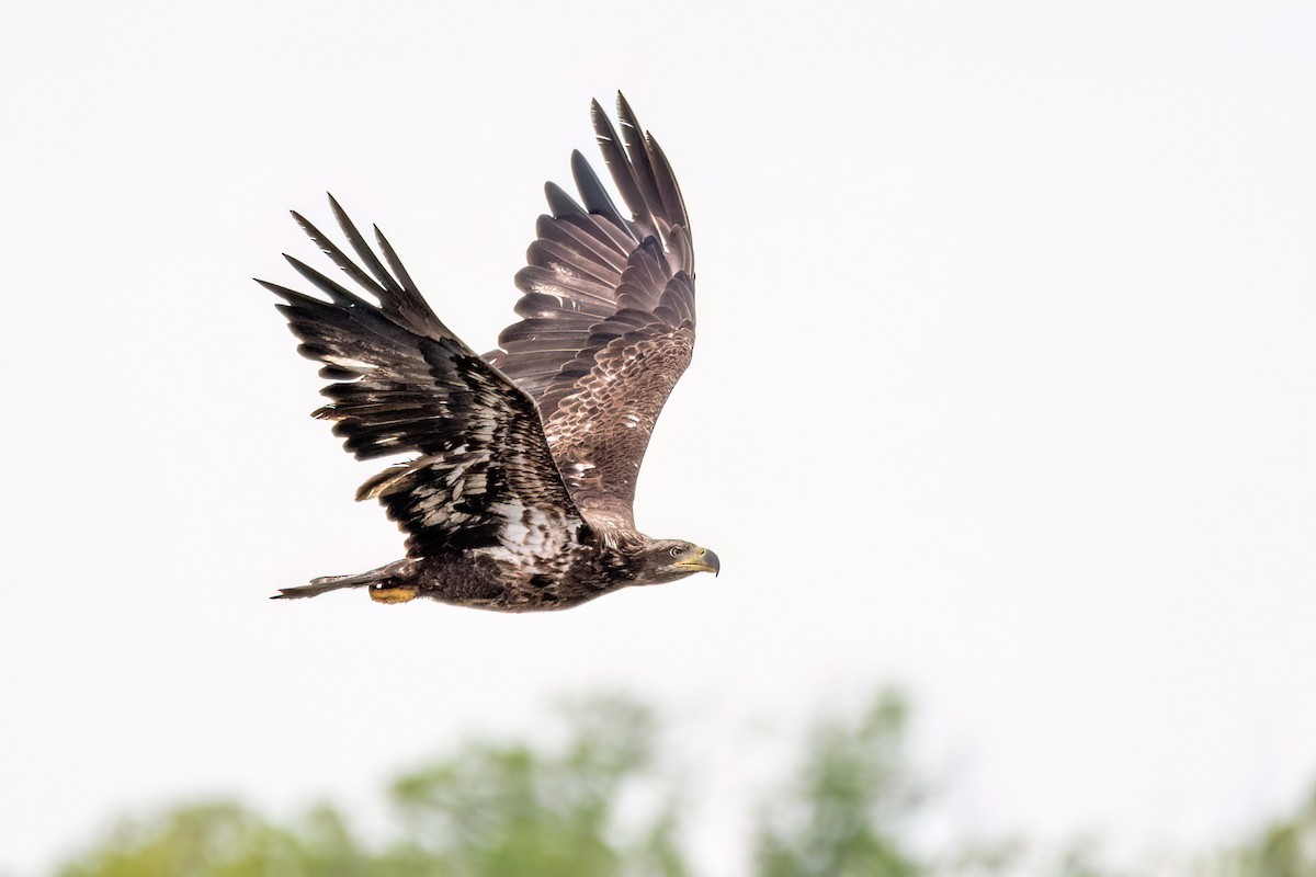 Weißkopf-Seeadler - ML620114982