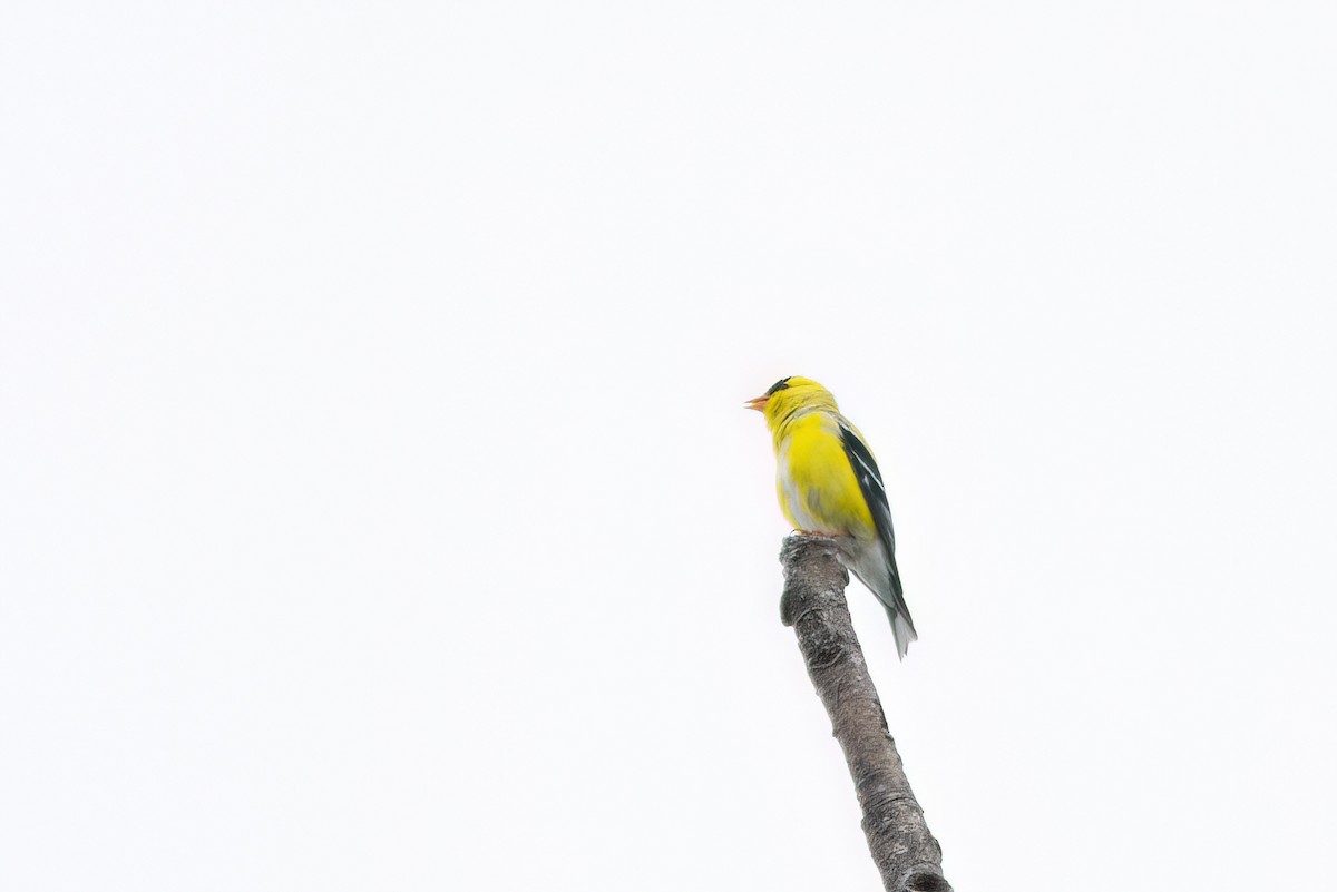 American Goldfinch - Marcos Eugênio Birding Guide