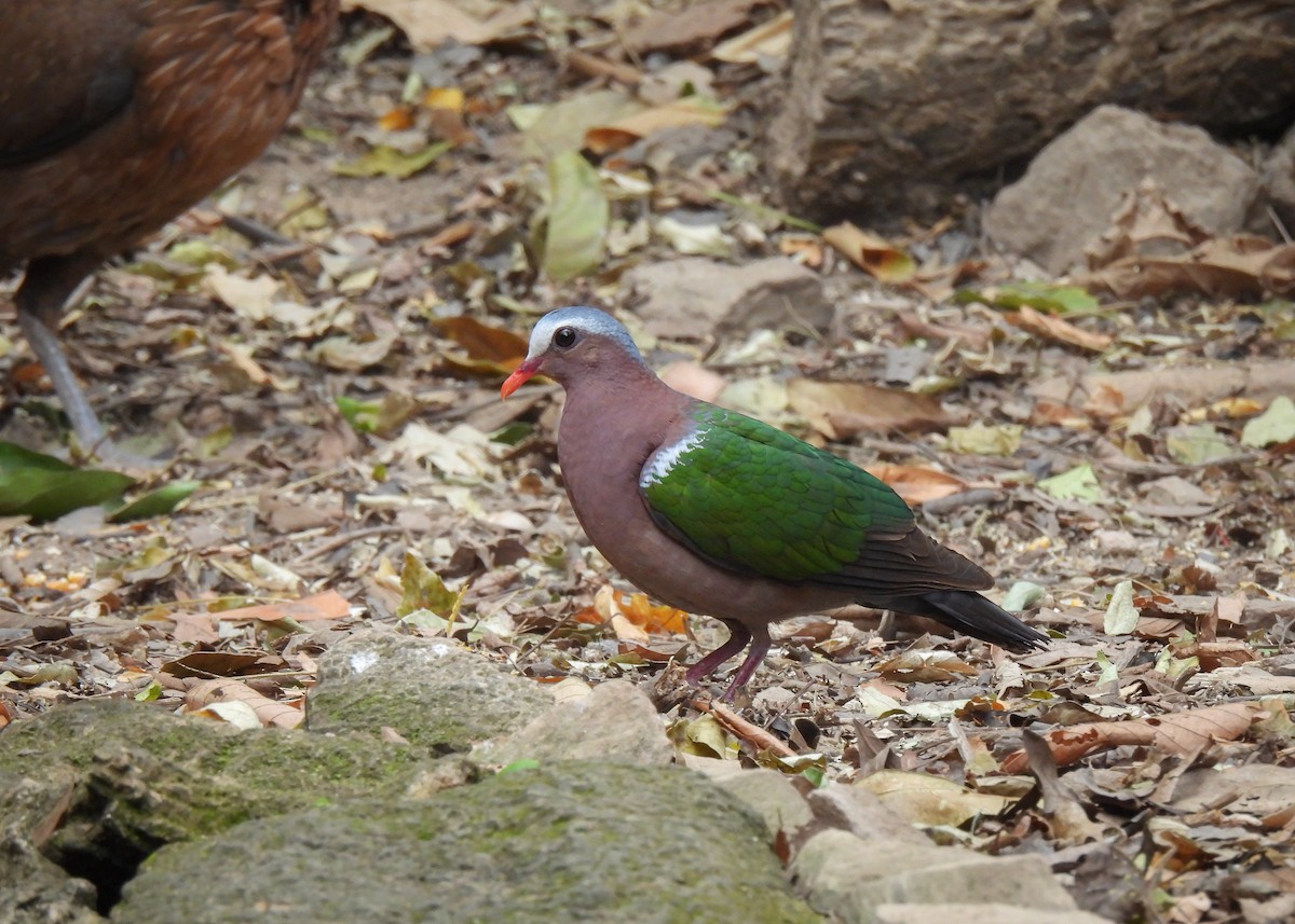 Asian Emerald Dove - ML620115006