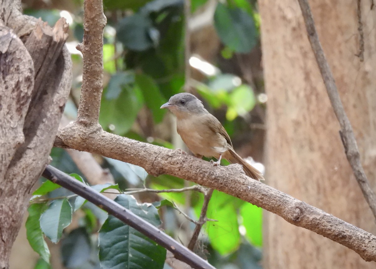 Brown-cheeked Fulvetta - Arthur Gomes