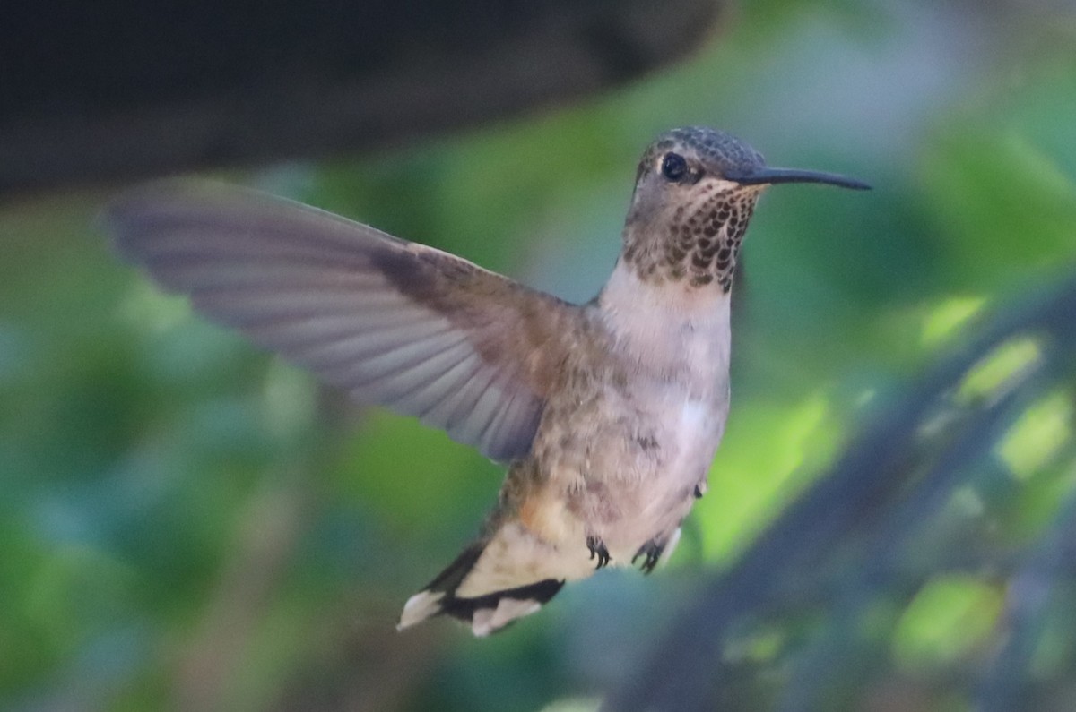 hummingbird sp. - ML620115009