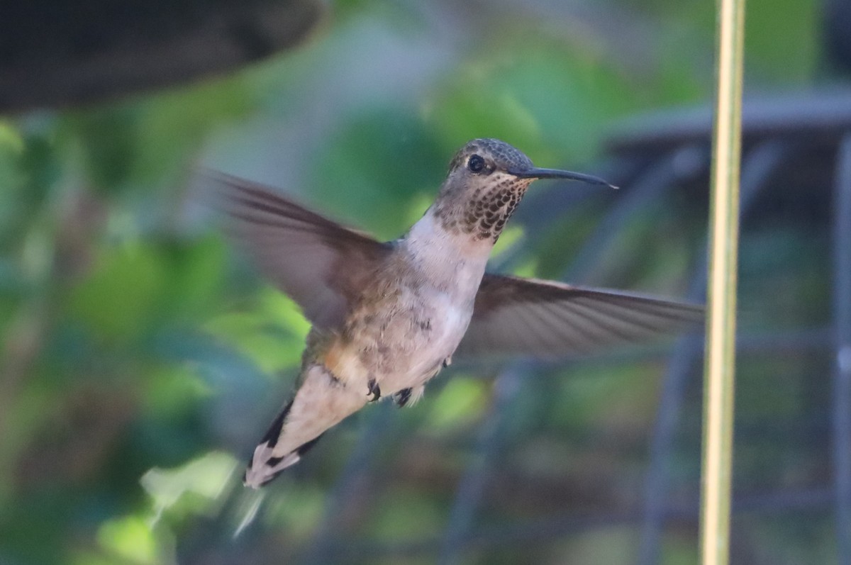 hummingbird sp. - ML620115010