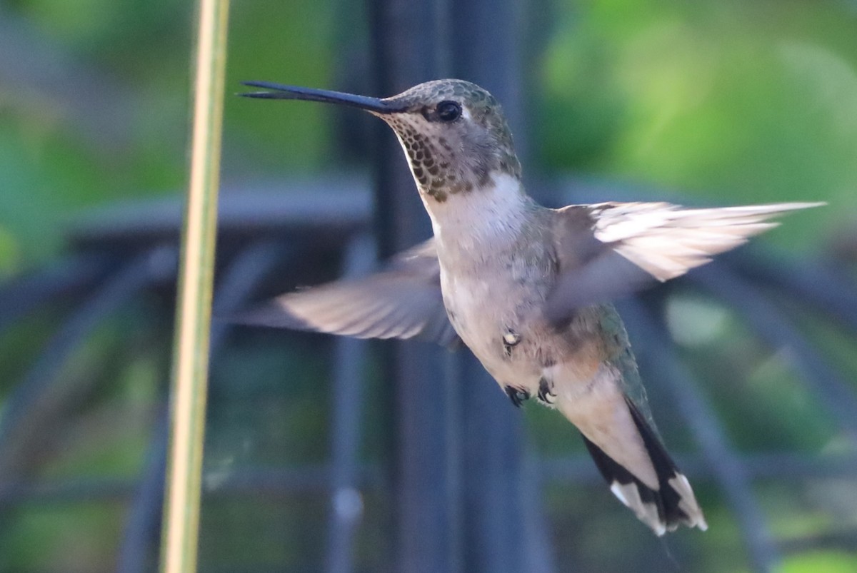hummingbird sp. - ML620115011