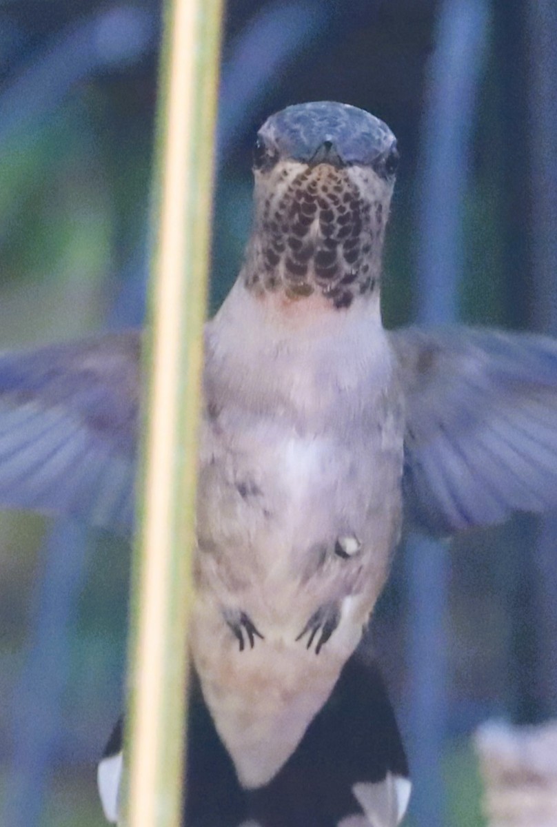hummingbird sp. - ML620115012