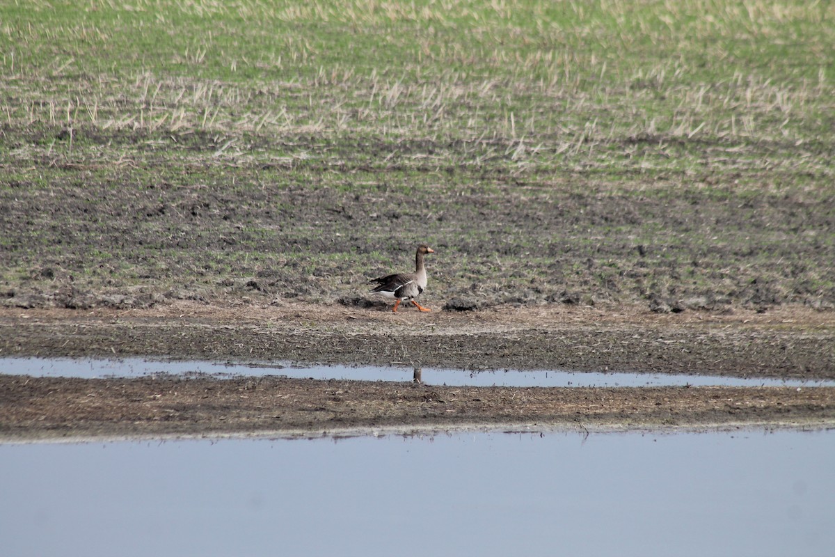 Greater White-fronted Goose - ML620115021