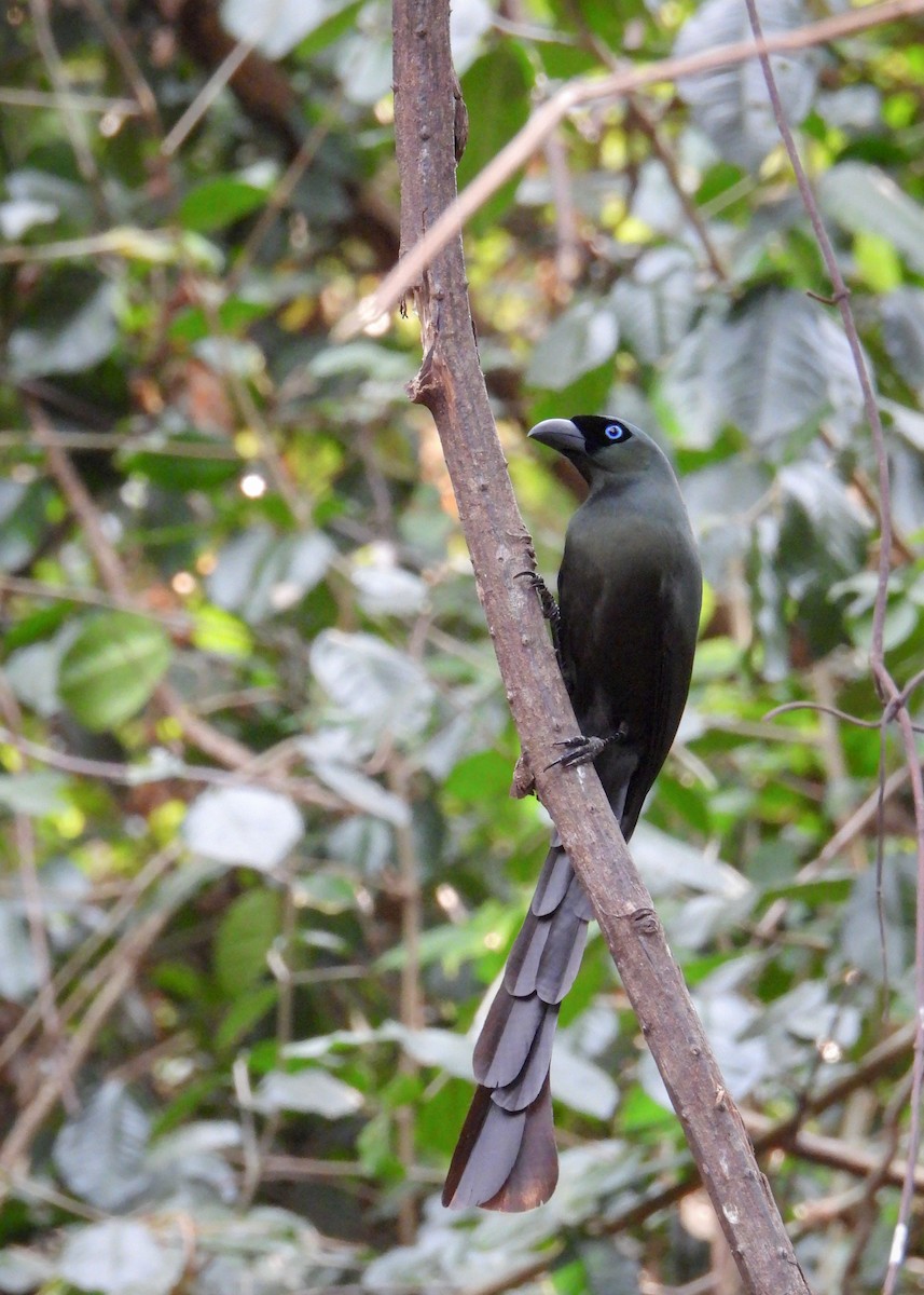 Racket-tailed Treepie - ML620115026