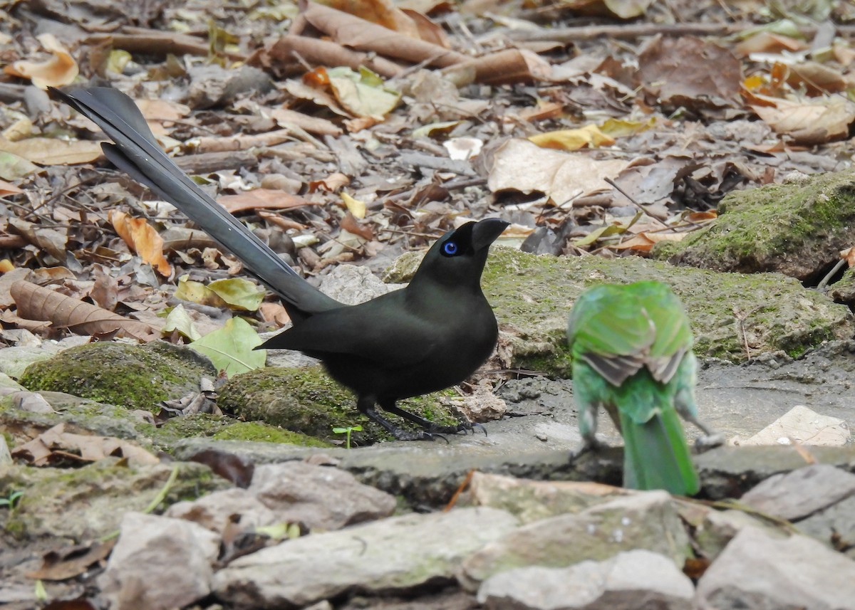 Racket-tailed Treepie - ML620115027