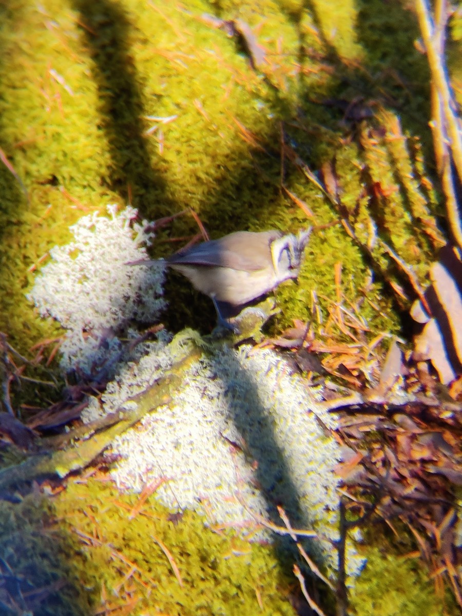 Crested Tit - ML620115051