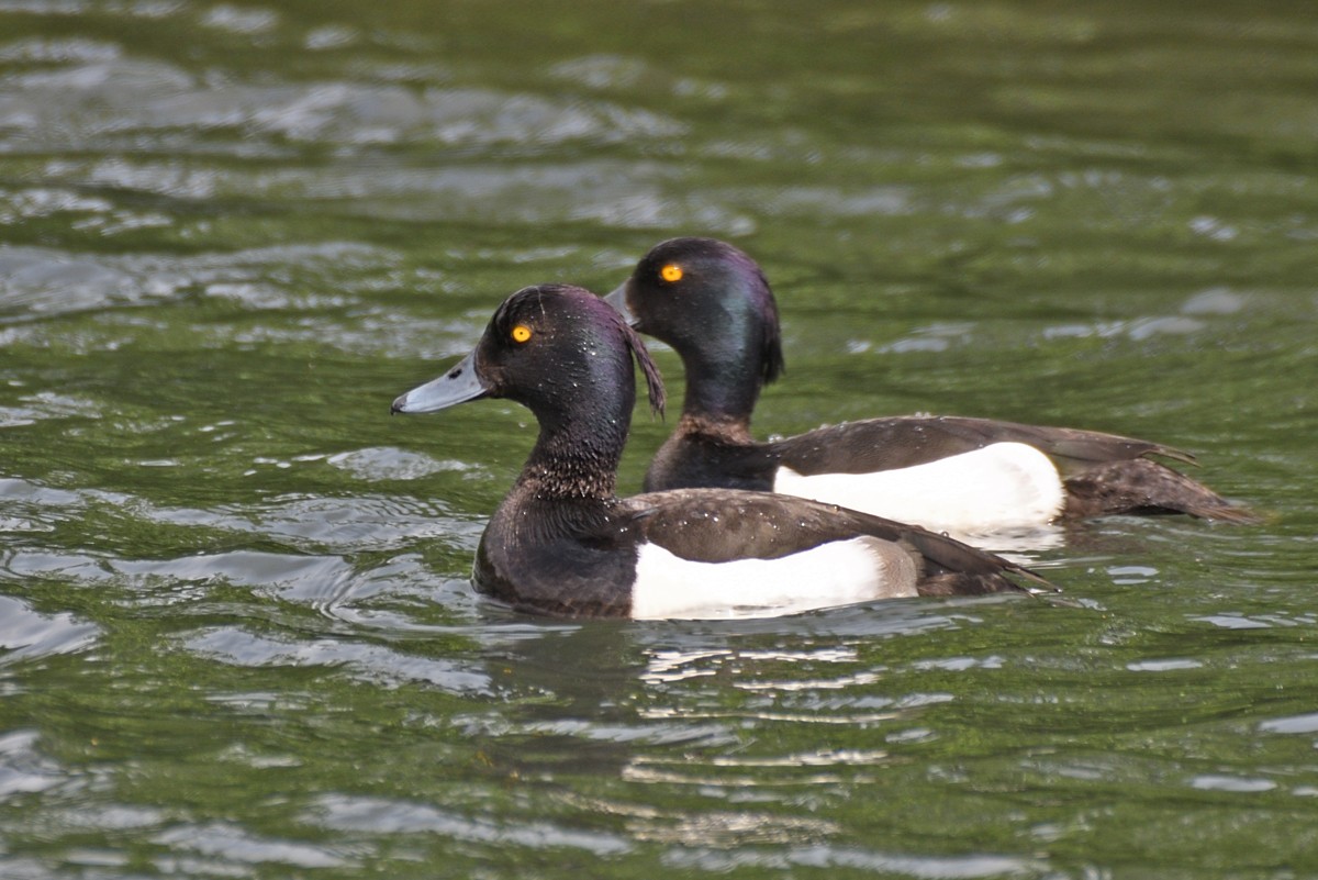 Tufted Duck - ML620115058